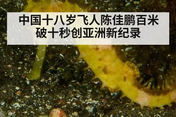 中国十八岁飞人陈佳鹏百米破十秒创亚洲新纪录